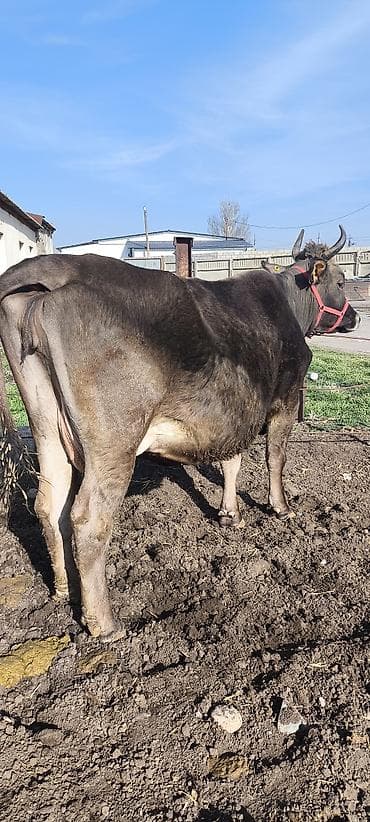 Продаю | Корова (самка) | Алатауская, Швицкая | Для разведения, Для молока | Племенные, Стельные, Искусственник