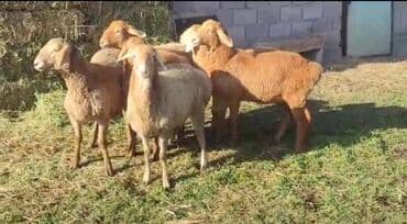 арашан матки: Сатам | Ургаачы кой (ургаачы), Козу | Арашан — 4