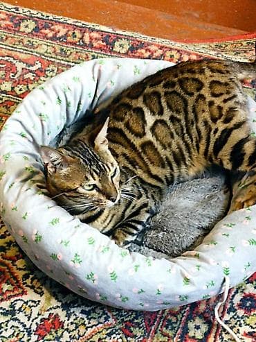 Бенгальская кошка - Окрас: насыщенный золотисто-коричневый с