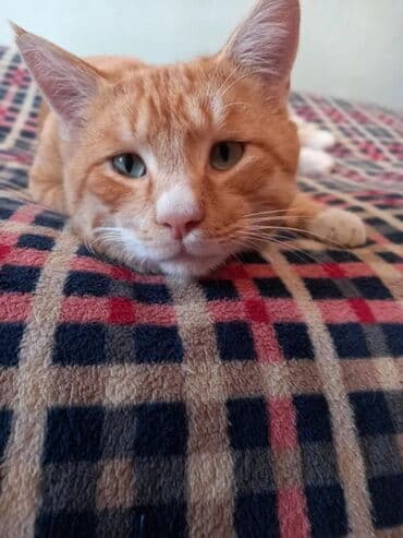 золотой ретривер купить: Кошка даром: Беспородная, 1 год, Мальчик, Приучена к лотку, Проглистована — 6