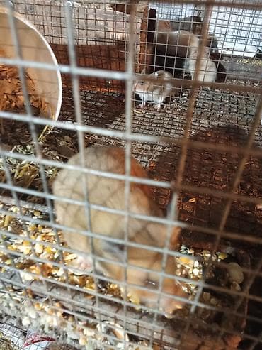 хомяк сирийский: Сирийские хомяки (мальчики). 3 шт. 6 мес им. Отдам по 150 сом — 3