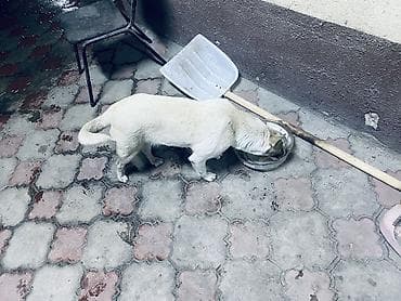 отдам даром собаку в хорошие руки: Собака даром: 8 месяцев, Самка, С прививкой — 2