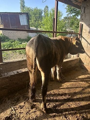 кен булун: Сатам | Бука (эркек) | Бордоп семиртүү үчүн | Асыл тукумдуу — 4