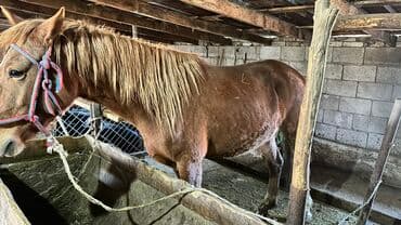 Собаки: Продаю | Кобыла (самка) | На забой, Для разведения — 3