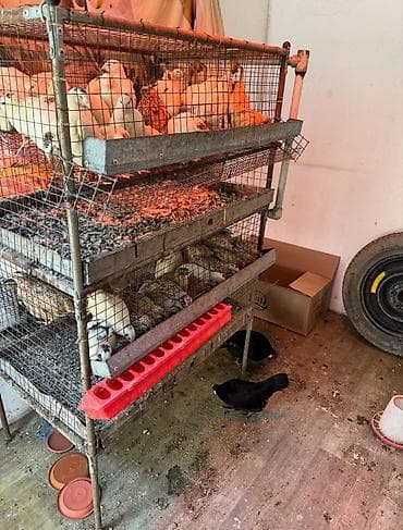 петух курица: Продам клетку для перепел — 2