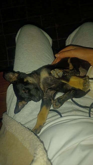 купить щенка пинчера: Маленький щенок с черной шерстью и рыжими подпалинами на лапах, груди — 3