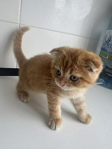 Продажа кошек: Шотландский вислоухий котёнок (Scottish Fold) - Окрас: рыжий табби с — 3