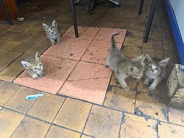 миска для кота: Беспородная, 1 месяц, Девочка, Приучена к лотку — 2