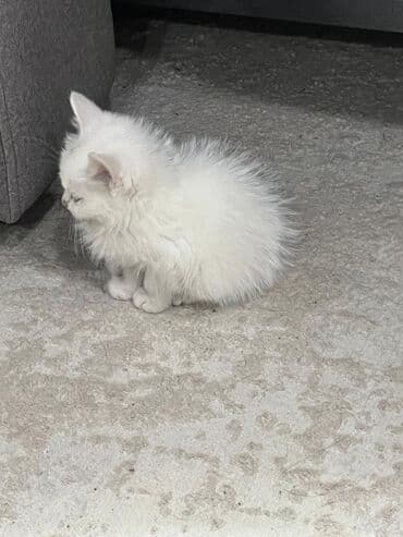 купить кошку сфинкс: Скотиш Страйт (Шотландская прямоухая), 2 месяца, Девочка, Белый, Приучена к лотку, Проглистована — 9