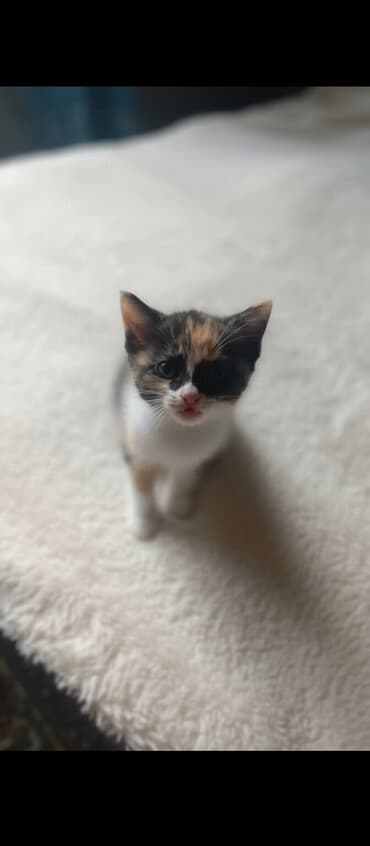 Кошка даром: Ангорская, 2 месяца, Девочка