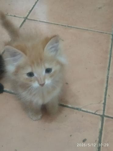ангорская кошка: Ангорская, 2 месяца, Мальчик, Рыжий — 1