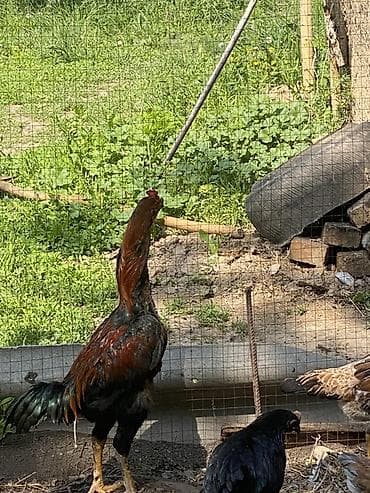 кыргыз иттер: Сатам | Короздор | Тебиштирүүчү | Көбөйтүү үчүн — 1