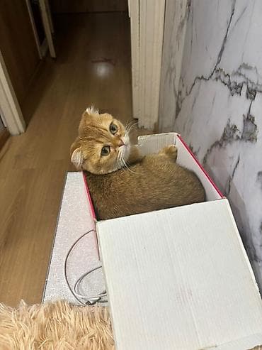 Кошки: Шотландская вислоухая кошка (скоттиш‑фолд), окрас: золотой — 5