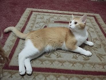 Отдам даром кошку: Кошка даром: Беспородная, 1 год, Мальчик, Кастрирована — 5