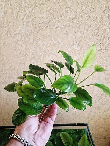 растения для пруда: Аквариумные растения Anubias (анубиас) - Несколько кустиков с — 5