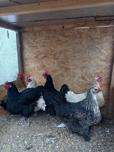 меняю на кур: Продаю | Куры | Несушки — 2
