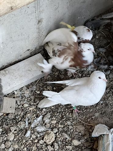 клетки для канареек: Породистые голуби декоративных окрасов. Описание: - Разные масти — 1