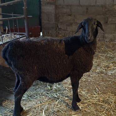 Аквариумдар: Сатам | Ургаачы кой (ургаачы) | Союуга, Көбөйтүү үчүн | Бычылган, Ургаачы, Токту — 2