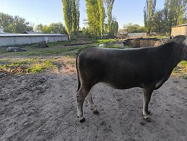 домашняя кошка: Продаю | Тёлка | Для разведения | Племенные — 5