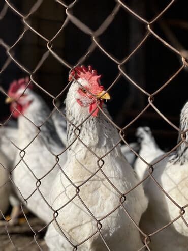 дом для собаки: 8 кур + 1 петух — 3