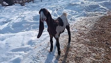 козлы: Продаю | Козлёнок | Камори | Для разведения — 1