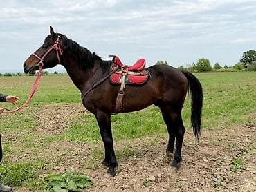 купить мопса бишкек: Продаю | Жеребец | Рабочий — 4