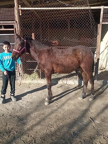 шотландская кошка бишкек: Продаю | Конь (самец) | Полукровка | Конный спорт | Племенные — 2