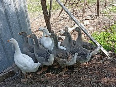 голова корова: Молодняк гусей, смешанная окраска (белые и серо-пестрые). - Возраст — 1