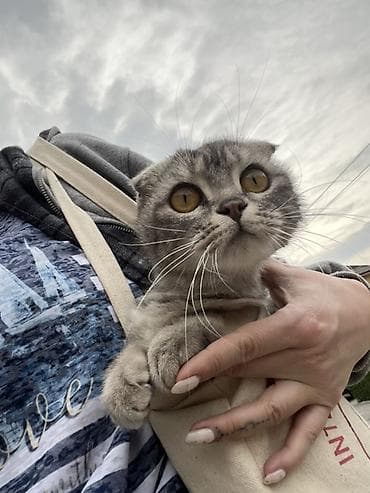 вислоухий кошка: Шотландская вислоухая кошка (Scottish Fold) - Окрас: серебристо-серый — 3