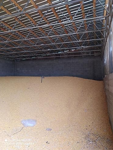 кукуруз: Кукуруза 🌽 Кормовый общий 250тон звоните по номеру для подробной — 1