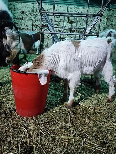 животные бараны: Продаю | Козлёнок | Битал | Для разведения | Племенные — 1