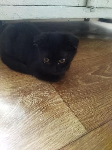 Мышыктар: Шотландский вислоухий котёнок, окрас сплошной чёрный (black). Короткая — 2