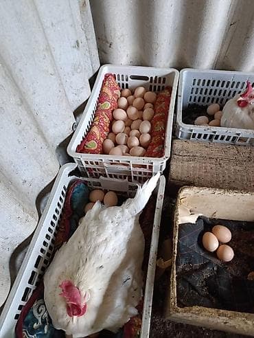 карейски апалафка: Несушка легорн Продается курицы 2025 г февральские По одному — 1