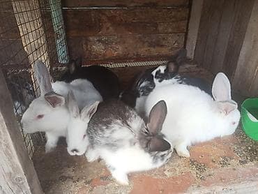 собачий рынок: Продаю | Крольчата | Для разведения | Племенные — 1