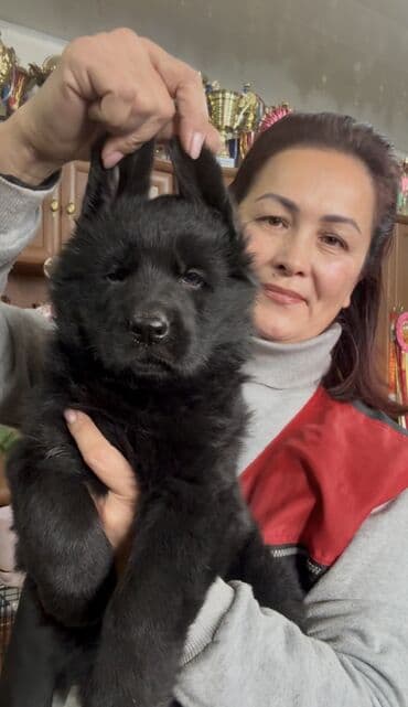 овчарка немецкий: Щенки немецкой овчарки, полностью чёрного окраса, есть длинношерстный — 7