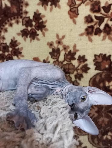 кошки свинкс: Котёнок донского сфинкса, девочка черепахового окраса. Рождена 24 — 1