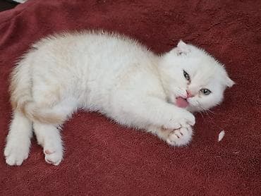 котята сиамской кошки: Скотиш Страйт (Шотландская прямоухая), 2 месяца, Мальчик, Рыжий, Приучена к лотку — 3