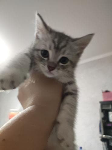 отдам даром котят: Котята, домашнее выращивание. Шотландцы котята есть фолды есть — 1