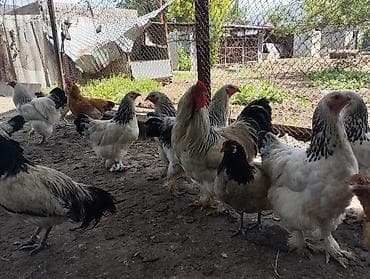продаю цеплята: Продаю | Куры | Полубрама, Домашняя | Несушки — 3