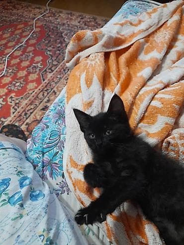 кошки крысоловы: Котята в добрые руки Очаровательные черные малыши с блестящей — 5