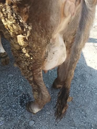 дойный: Продаю | Корова (самка) | Для молока | Привязанные — 1