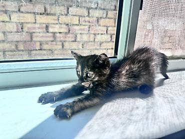 мал айдаган ит сатылат: Мышык бекер берилет: Породасыз, 2 айлык, Ургаачы, Лотокко барууга үйрөтүлгөн — 2