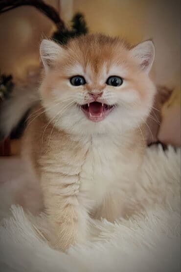 доберман фото щенки цена: Британская короткошёрстная, 2 месяца, Мальчик, Золотая шиншилла — 1