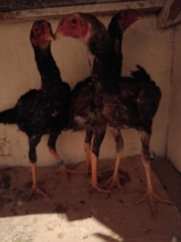 животные домашние: Продаю | Куры, Петух | Дакан | Для боев — 5