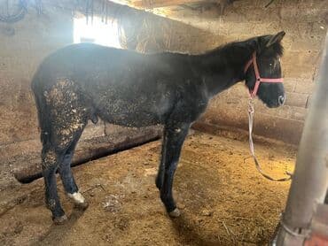 купить собаку шпица недорого: Продаю | Жеребенок | Конный спорт — 2