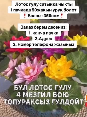 Лотос
350с пачкада 45-50 урук болот
Бишкек at lalafo.kg Лотос
350с пачкада 45-50 урук болот
Бишкек