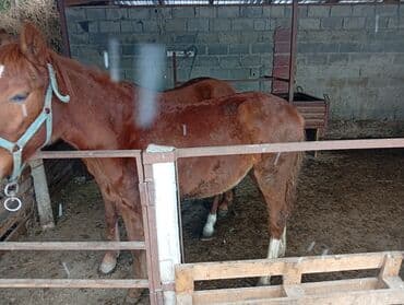 куда можно отдать кошку в бишкеке: Продаю | Жеребец, Жеребенок — 3