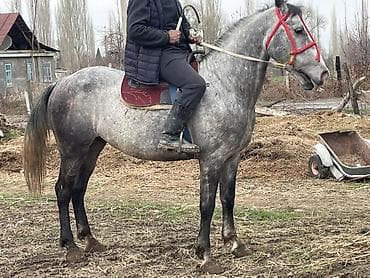 Лошади, кони: Продаю | Конь (самец) | Рабочий — 1