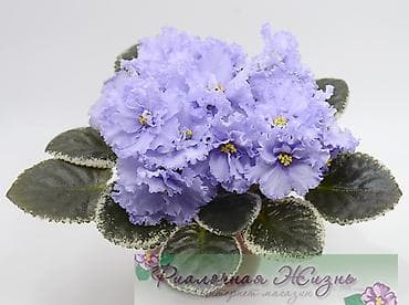 ниже: 🌱🌺🌱 Продаю сортовые ДЕТКИ стандартных, трейлерныхмини и полумини — 4
