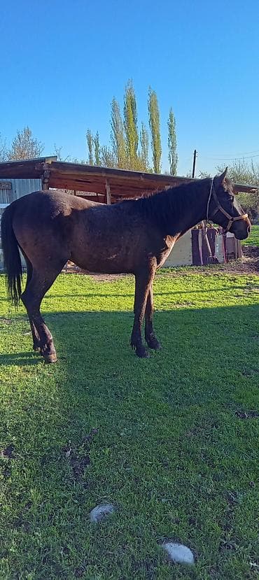 Продаю | Кобыла (самка) | Рабочий | Мерин at lalafo.kg Продаю | Кобыла (самка) | Рабочий | Мерин